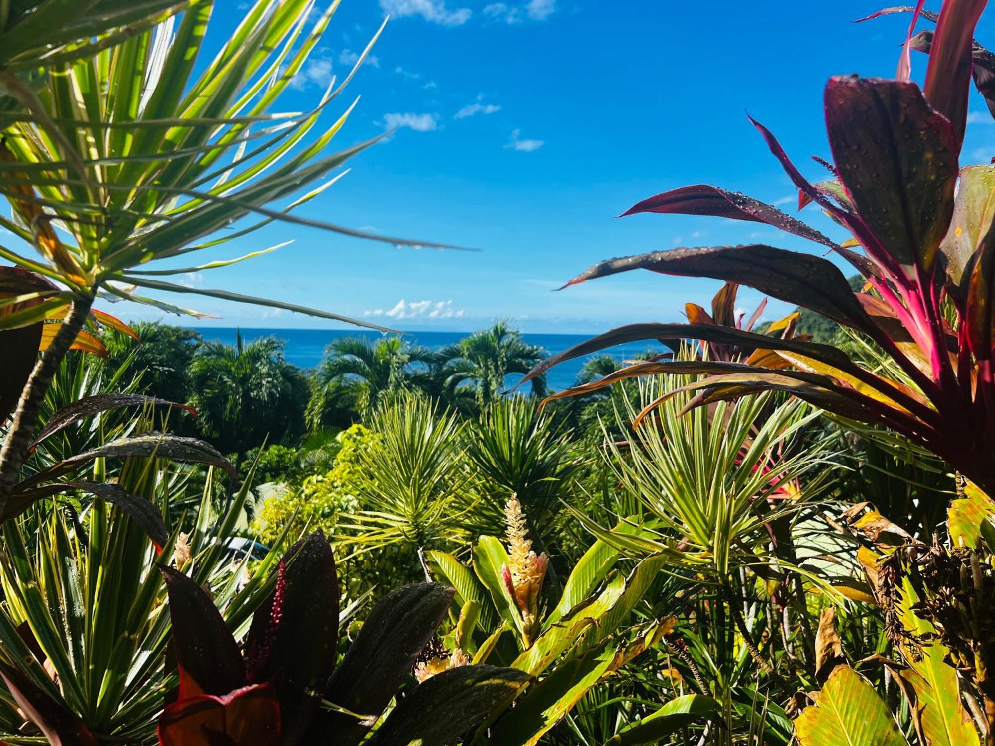 Vue Mer/3Beds/Piscine/Wifi/900 Metres De La Plage Deshaies Zewnętrze zdjęcie